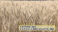 江別★ハルユタカ.jpg