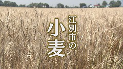 江別★小麦畑.jpg