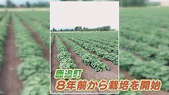 鹿追町★8年前から栽培.jpg