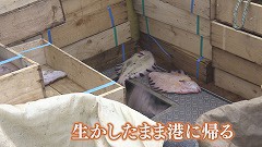 えりも町★生かしたまま・・・.jpg