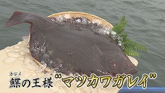 えりも町★鰈の王様マツカワガレイjpg.jpg