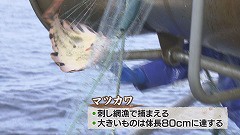 えりも町★刺し網漁で・・・.jpg