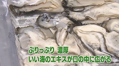 サロマ湖 かきぷりっぷり濃厚.jpg