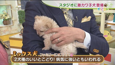 ユニークディズニー 犬 スパゲッティ 犬種 ディズニー画像