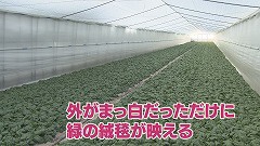 なよろ寒締めホウレンソウ★ハウス内雑感.jpg