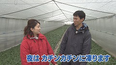 なよろ寒締めホウレンソウ★「凍ります」.jpg