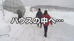 なよろ寒締めホウレンソウ★ハウス入り.jpg