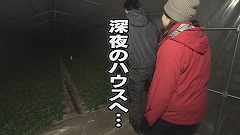 なよろ寒締めホウレンソウ★ハウス入り（深夜）.jpg