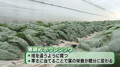 なよろ寒締めホウレンソウ★とは.jpg