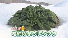 なよろ寒締めホウレンソウ★ブツ.jpg
