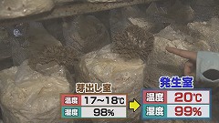 ⑨愛別町きのこ★6000株の舞茸 (2).jpg
