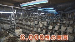 ⑨愛別町きのこ★6000株の舞茸 (1).jpg