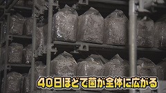 ④愛別町きのこ★40日ほどで菌が....jpg