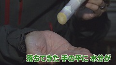 下川町のホワイトアスパラ★手の平に水分が.jpg