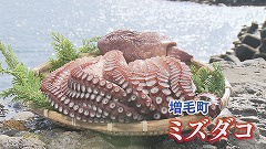 増毛町のミズダコ★ブツ.jpg