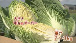 白菜③.jpg
