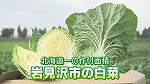白菜①.jpg