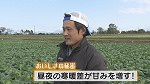 白菜④.jpg