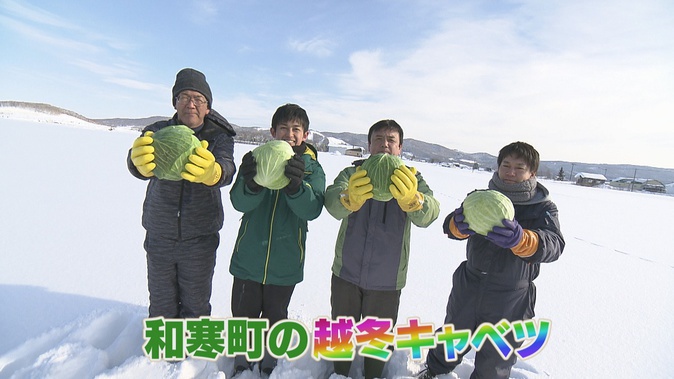 和寒町の「越冬キャベツ」