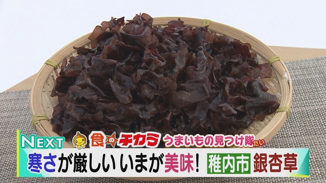 稚内の 銀杏草 19年2月23日 土 放送 イチモニ
