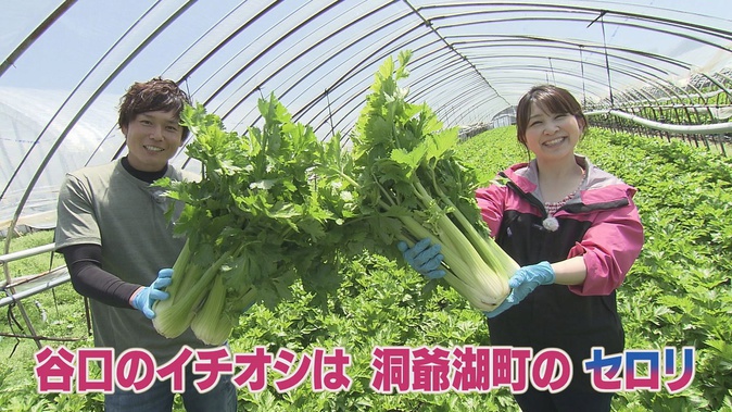 洞爺湖町の「セロリ」