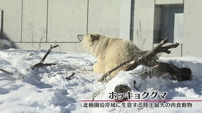 《oh!写真部》円山動物園 この冬 注目の動物たち