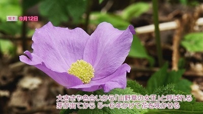 Still0528_00008.jpg