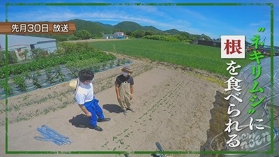 イチモニ農園 収穫も大詰め 21年8月27日 金 放送 イチモニ