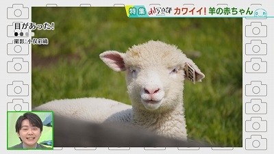 アイスクリームカラーの羊くん ひつじ ぬいぐるみ 海外作家様