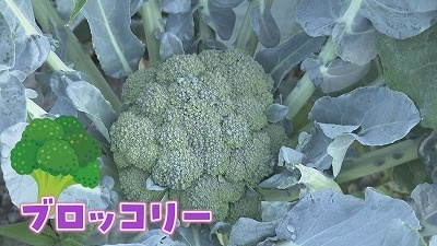 ＜イチモニ！農園＞ ブロッコリー初収穫＆コラボメニュー