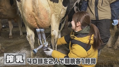 <イチモニ！農園>猿払村の酪農家に田口アナが密着