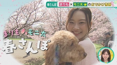 【まりも×博識犬 モニ太】春さんぽのおすすめスポットをご紹介！