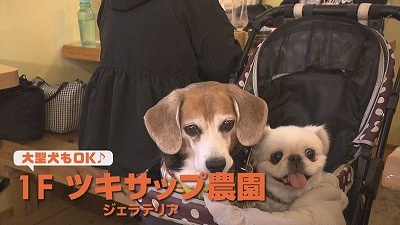 ワンちゃんと一緒に楽しめる！紅葉＆秋の味覚