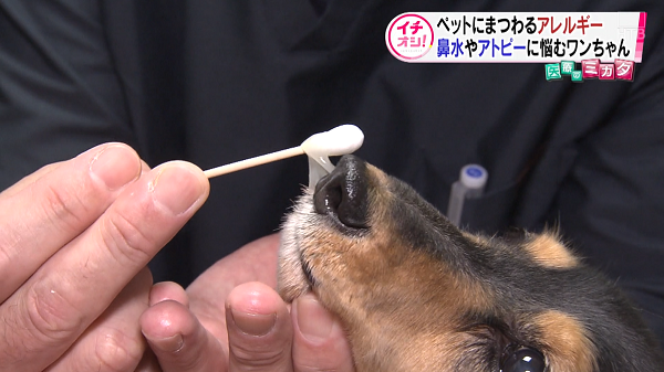 北海道 医pedia 医療のミカタ ペットにまつわるアレルギー対策は
