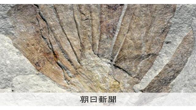 愛知県で発見　「ナゾの化石」は新種の海草　子孫は沖縄などに分布 サムネイル