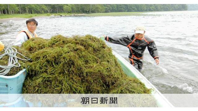 マリモ守れ、水草除去　光合成できず枯死　地元研究者ら要望　阿寒湖 サムネイル