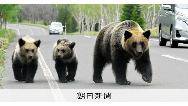 クマ駆除の「依頼受けない」判断もOK　北海道猟友会、支部に通知へ サムネイル