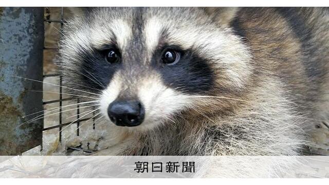 「ラスカル」きっかけ　アライグマ被害が過去最高　トウモロコシ好き サムネイル