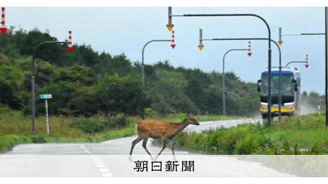 エゾシカとの交通事故、過去最悪級の多さ　10～11月は特にご注意 サムネイル