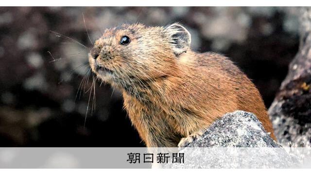 敵やライバル来ないかな？　エゾナキウサギ、監視しつつ今年も冬支度 サムネイル