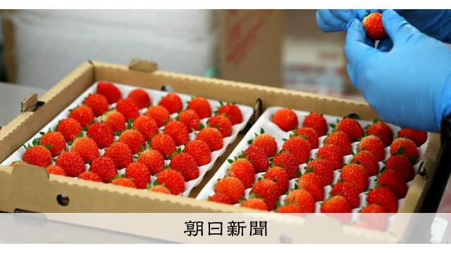 温度調整で赤くなれ　北海道でクリスマスケーキ彩るイチゴ出荷ピーク サムネイル