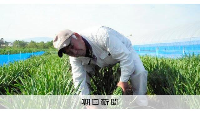 幻の山菜、収穫最盛期　行者ニンニクとニラを交配「行者菜」　網走 サムネイル