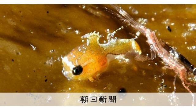 ナメダンゴの赤ちゃん、ダイバーに人気 北海道・羅臼の海に姿現す サムネイル