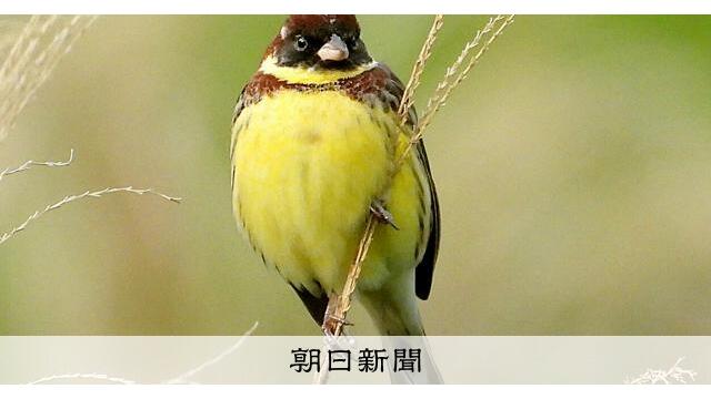 日本で絶滅寸前の渡り鳥、シマアオジ　アジア4カ国で初の個体数調査 サムネイル