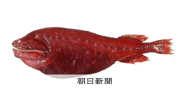 大きく裂けた口、奇妙な姿の赤い深海魚 30年以上保管、新種と判明 サムネイル
