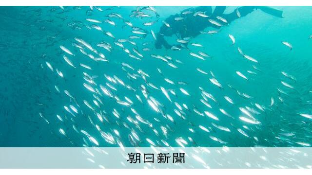 定置網の内部に潜水、北の海の魚たちに遭遇 北海道羅臼町沖 サムネイル
