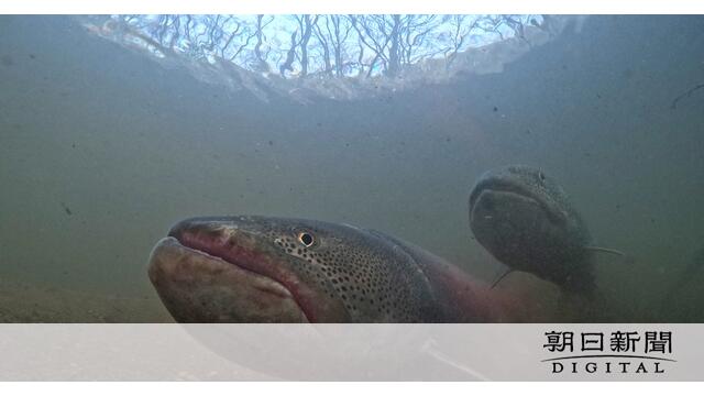 土砂流入で「幻の魚」イトウ危機　産卵場所に泥　卵流されマスのエサ サムネイル