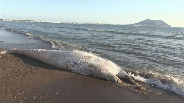 北斗市七重浜の海岸　体長7メートル超のクジラの死がいが漂着…　死後数日が経過か サムネイル