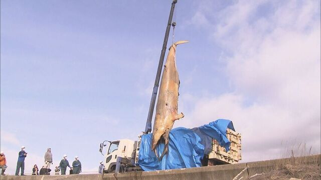 函館市がクジラの死骸を回収　七重浜に打ち上がった体長7mのミンククジラ　死後1週間ほど経過か　北斗市 サムネイル