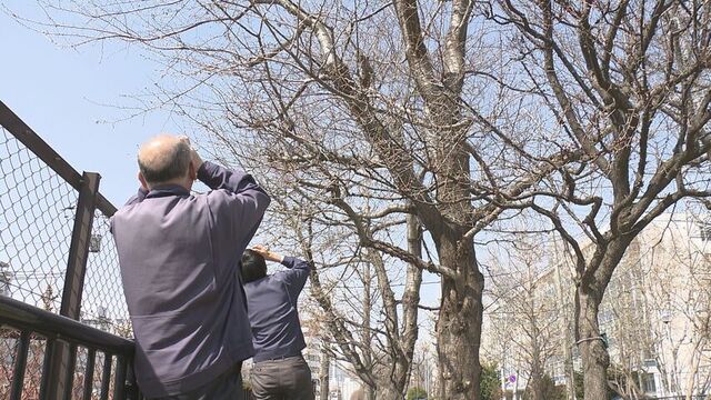 待ち遠しい！サクラの開花観測開始　標本木を1日2回目視で「小さいのが膨らみ始めている」札幌管区気象台 サムネイル